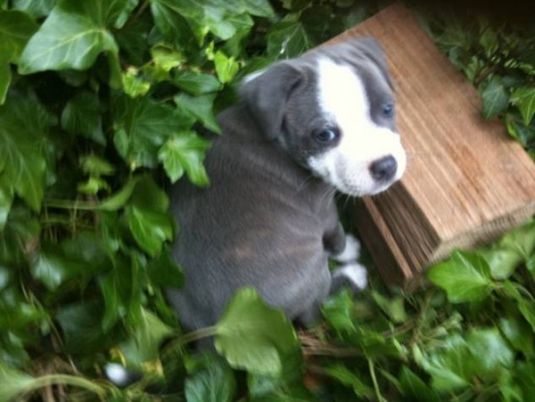 Cute Puppy: Ollie the Staffordshire Terrier