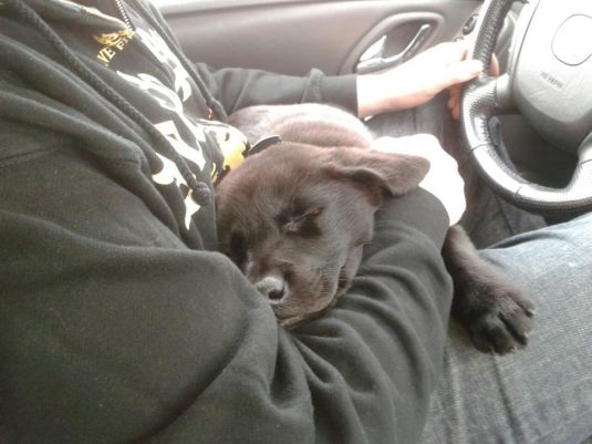 Labrador Retriever Puppies