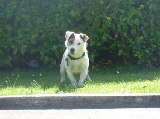 Jack Russell Terrier Puppies