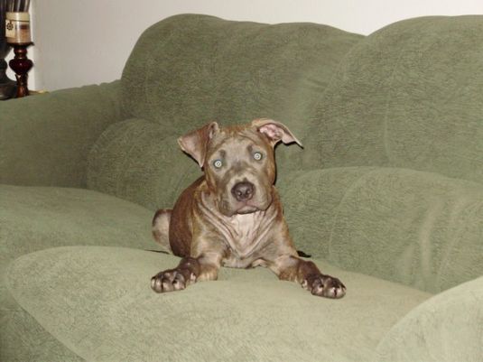 Ozzy the Blue Nose Pit Bull