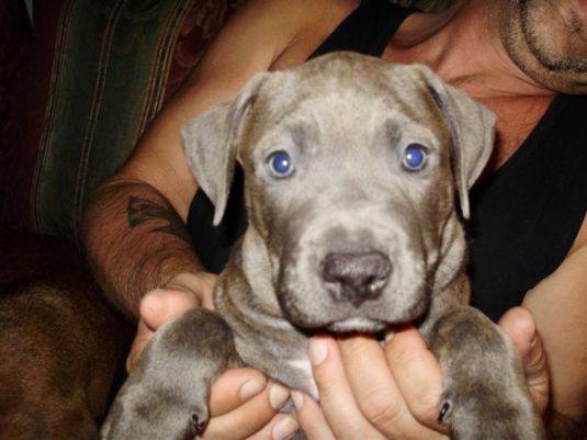 Ozzy the Blue Nose Pit Bull