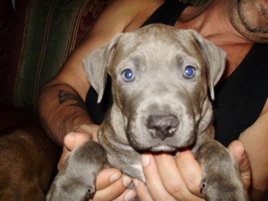 cute pitbull puppies pictures. wow, very cute puppy. i love