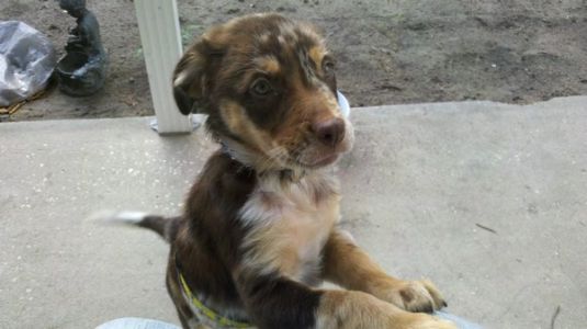 Australian Shepherd Puppies