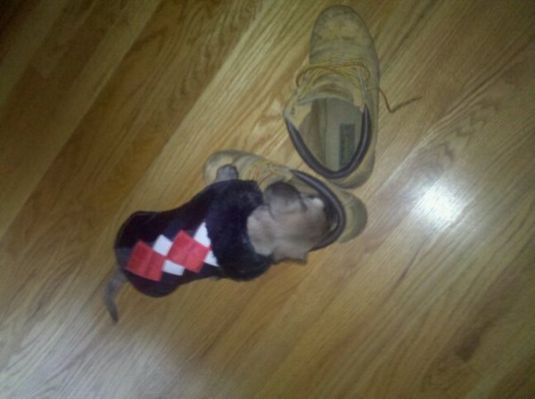 Payton Medium Puppies