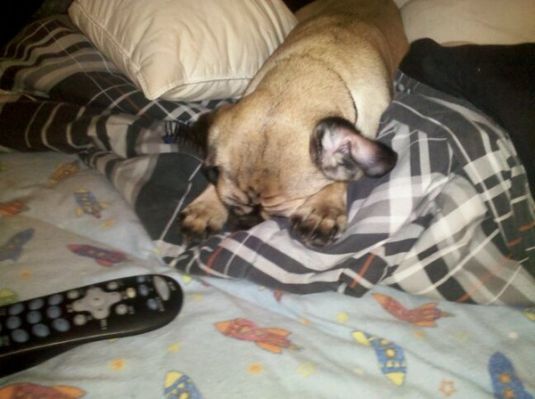 Payton Medium Puppies