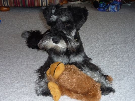 Phinnley the Miniature Schnauzer