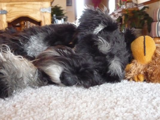 Phinnley the Miniature Schnauzer