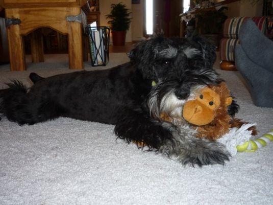 Phinnley the Miniature Schnauzer