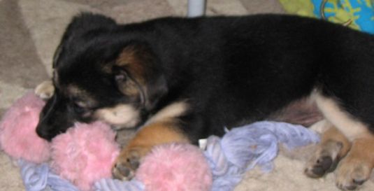 Cute Puppy: Playfull Koa