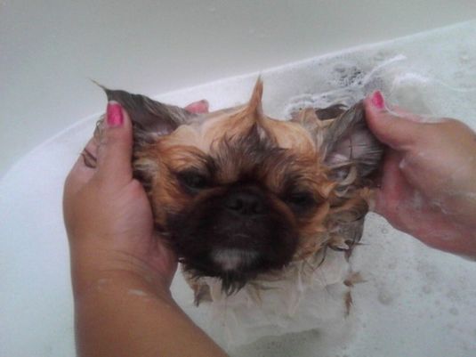 Poochie the Pekingese Poochie the Pekingese