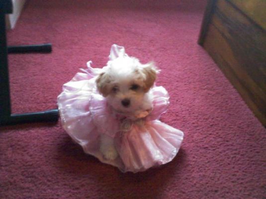 Maltipoo Princess