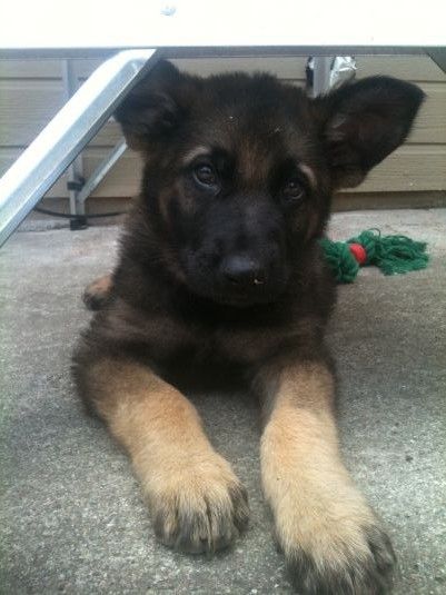 golden retriever mixed with german shepherd puppies. Rambo the German Shepherd