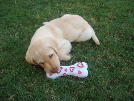 Cute Puppy: Ranger