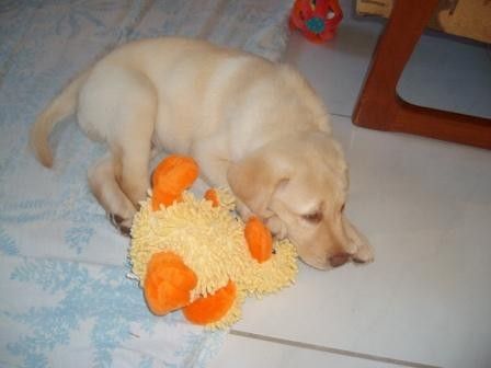 Cute Puppy: Ranger Cute Puppy: Ranger