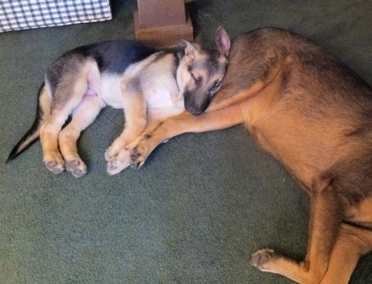 Ranger the German Shepherd German Shepherd Puppies