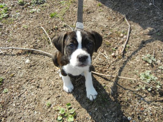 cutest jack russell mixes