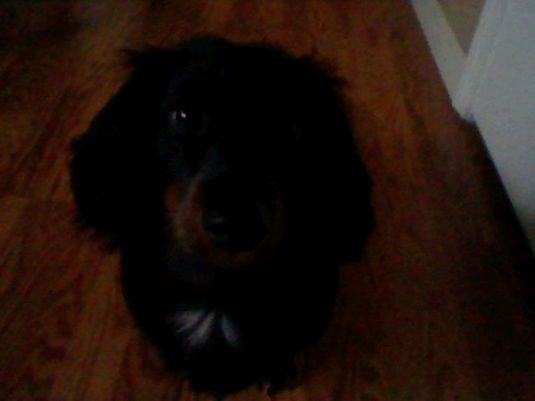 long haired dachshund black and brown. was a long hair dachshund