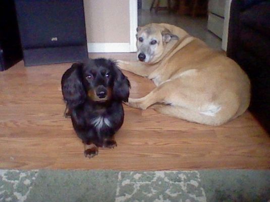 long haired dachshund black and brown. was a long hair dachshund