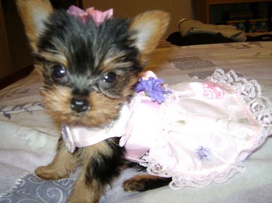 Roxanne the Toy Yorkie