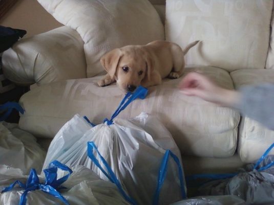 Labrador Retriever Puppies