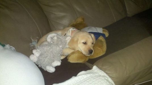 Labrador Retriever Puppies