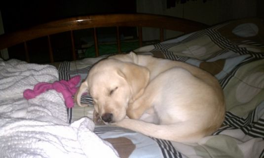 Labrador Retriever Puppies