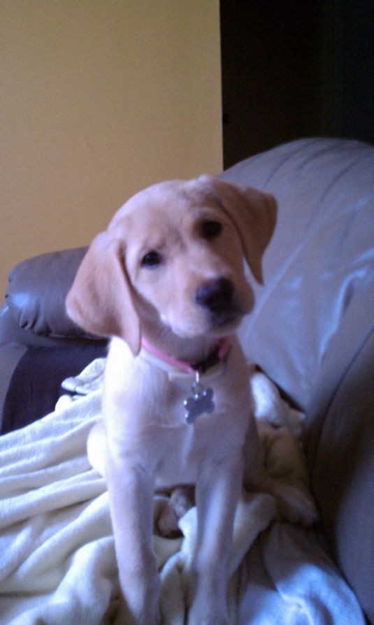 Labrador Retriever Puppies