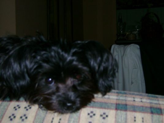 Cute Puppy: Sammie