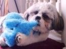 Schroeder the Shih Tzu