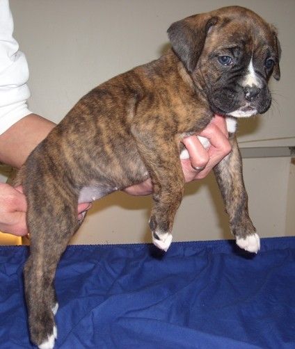 Boxer Puppies