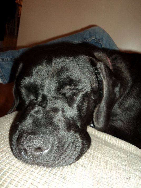 Labrador Retriever Puppies