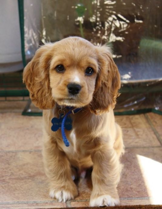 Skippy the Cockalier Small Puppies