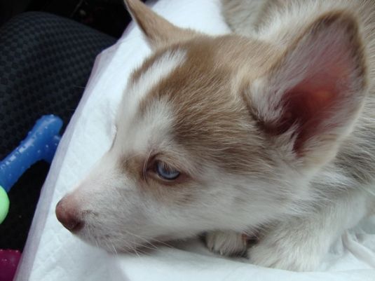 Siberian Husky Puppies