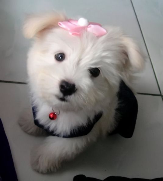 Solenn the Maltese