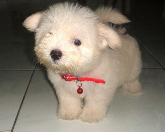 Solenn the Maltese