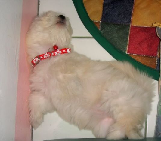 Solenn the Maltese