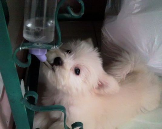 Solenn the Maltese