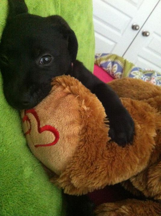 Sophie and Her Big Puppy Dog Eyes Labrador Retriever Puppies