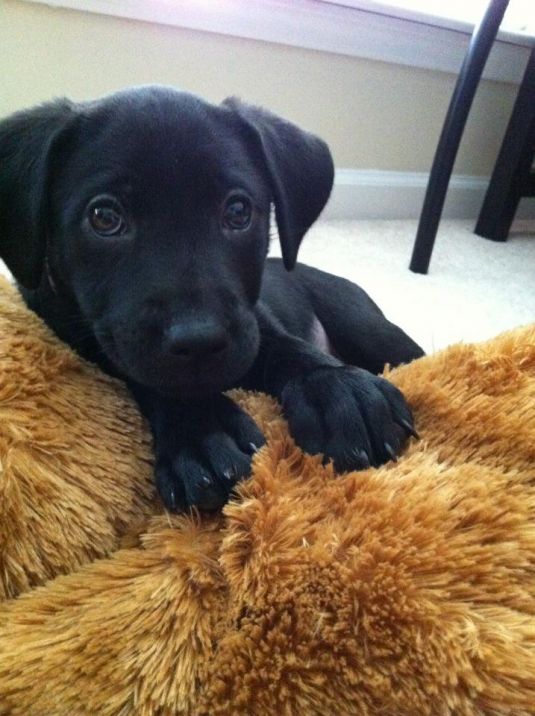 Labrador Retriever Puppies