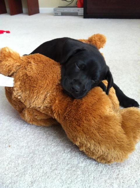 Labrador Retriever Puppies