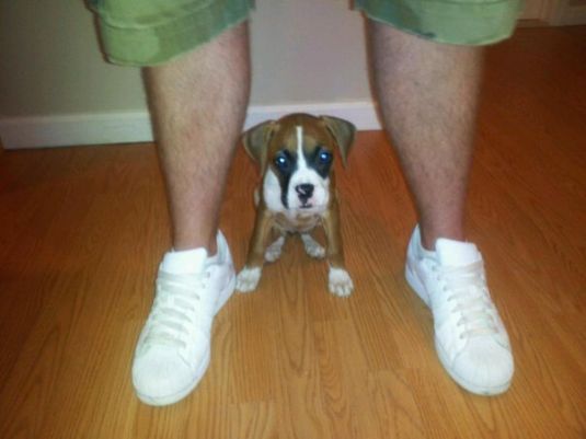 Boxer Puppies