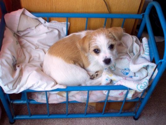 Cute Puppy: Spike the Cowardly Lion