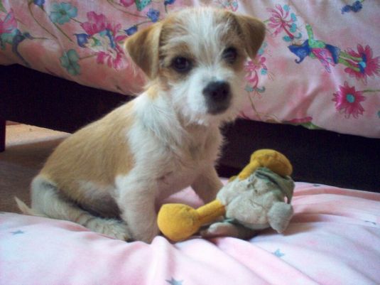 Cute Puppy: Spike the Cowardly Lion