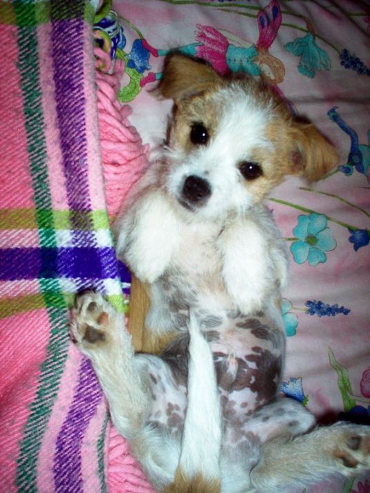 Cute Puppy: Spike the Cowardly Lion