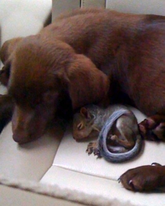 Cute Puppy: Squirrel Loving Delilah