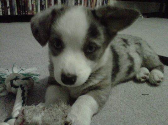 Stanley the Cardigan Welsh Corgi