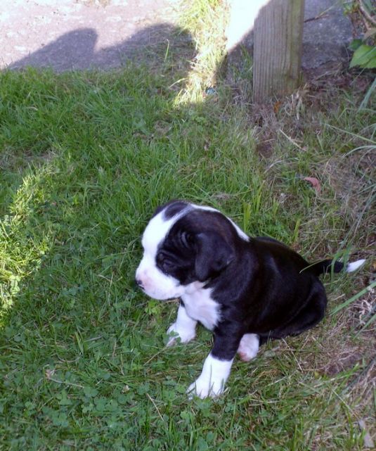 Pit Bull Puppies