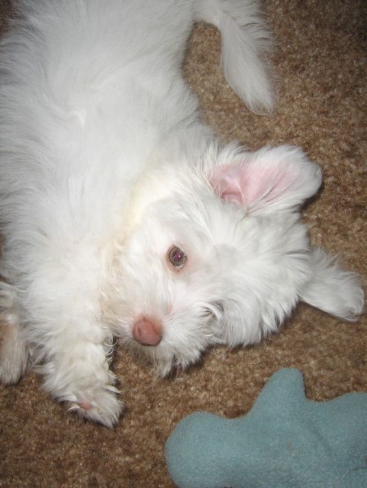 Cute Puppy: Sweet little Mon Chouchou