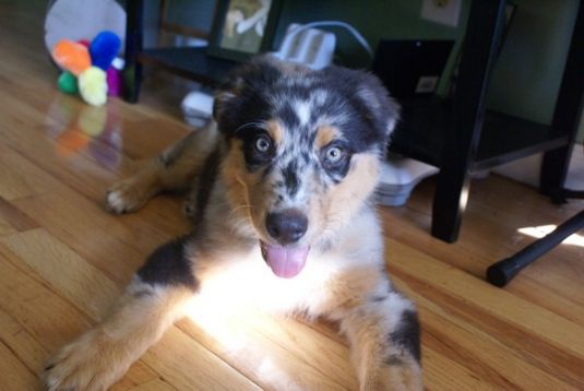 Australian Shepherd Puppies