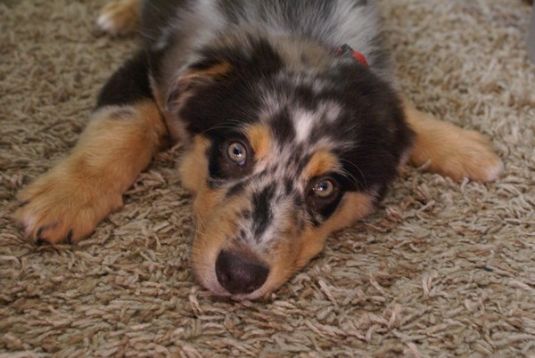 Australian Shepherd Puppies